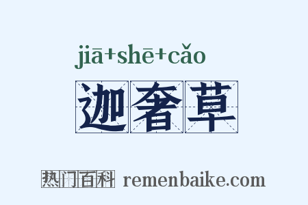 迦奢草是什么意思的图片